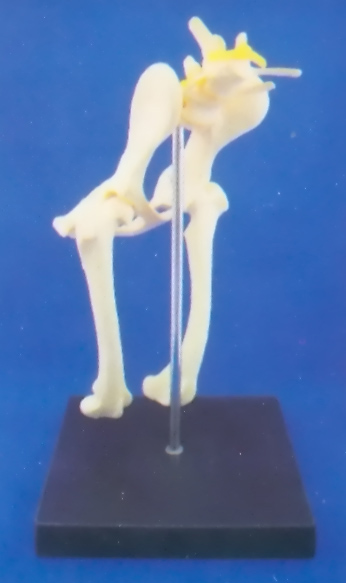 DOG HEALTH LUMBAR VERTEBRAE, HIP JOINT AND FEMUR BONE MODEL